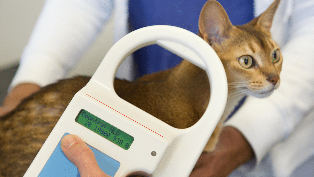 Vérification de micropuce sur un chat