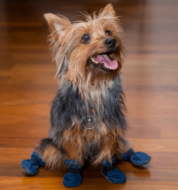 Chien avec des bottes