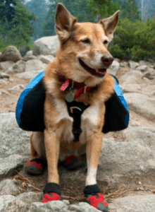 chien avec des bottes sportives (1)