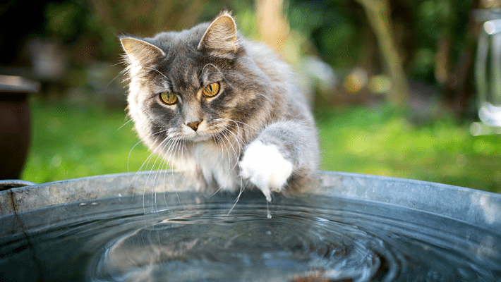 Chat avec un bol d'eau