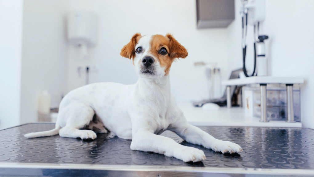 Chien attendant sur la table d'examen