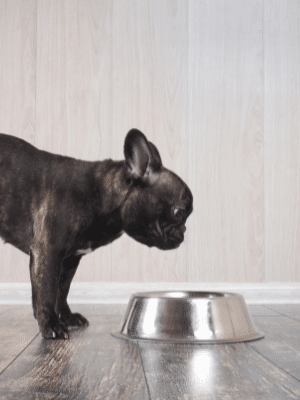 Chien avec bol en inox