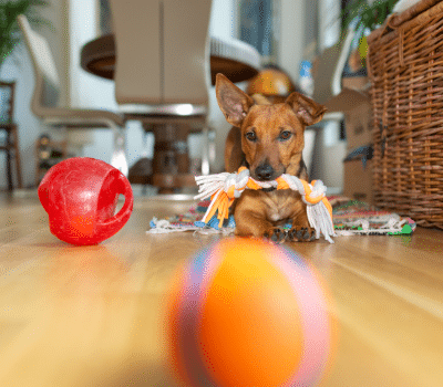 Chien avec ses jouets