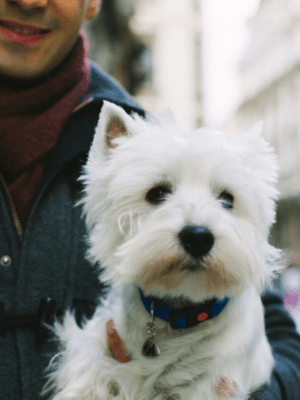 Chien avec son maitre