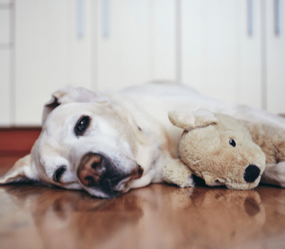 Chien couché dans la cuisine