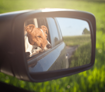 Chien dans le rétroviseur