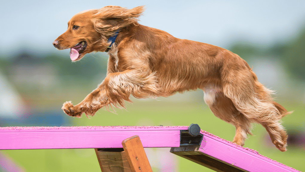 Chien faisant de l'agilité