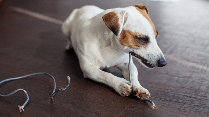 Chien machouillant un fil électrique