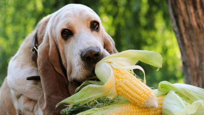 Chien mangeant du mais