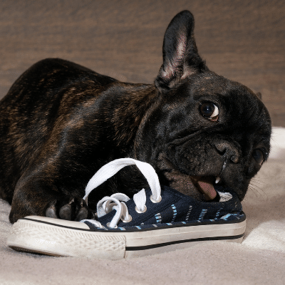 Chiot qui machouille un soulier