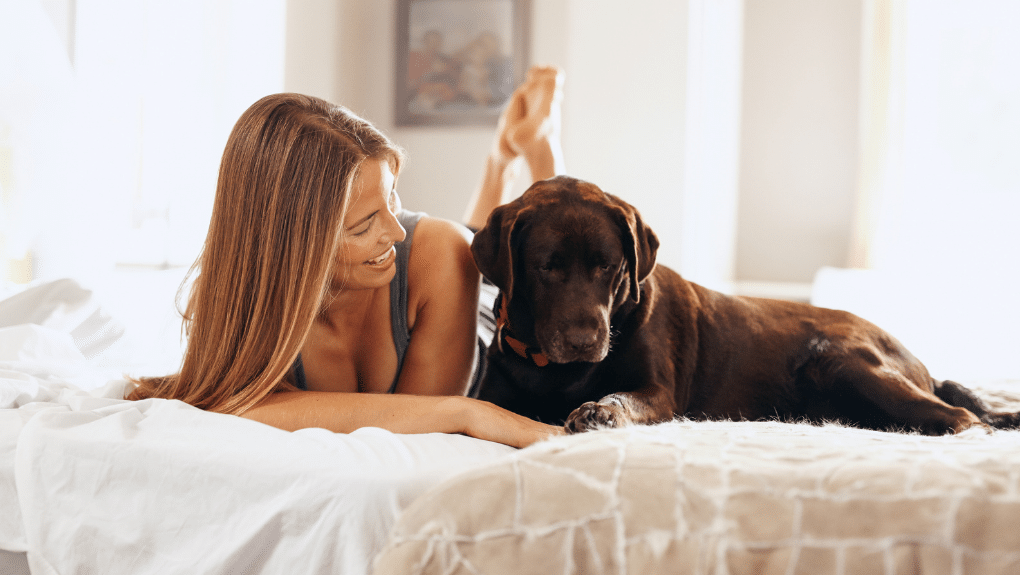 Femme avec labrador chocolat