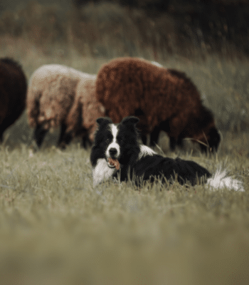 Herding