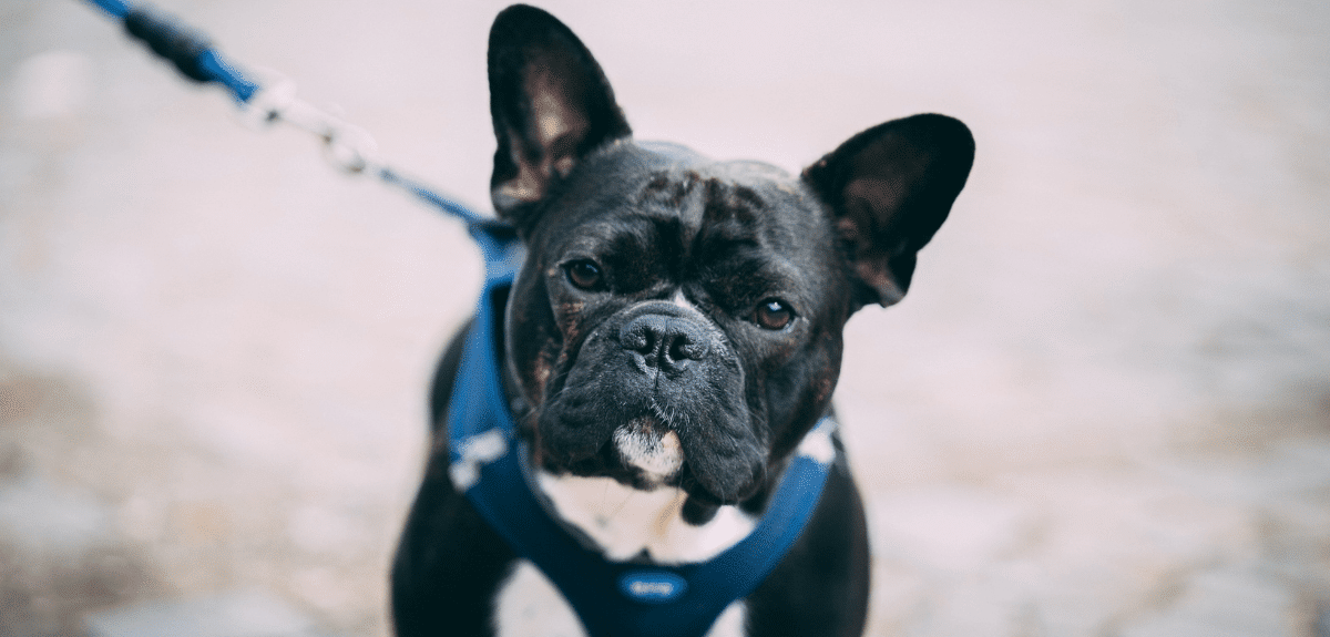 Bulldog français en laisse à l'extérieur