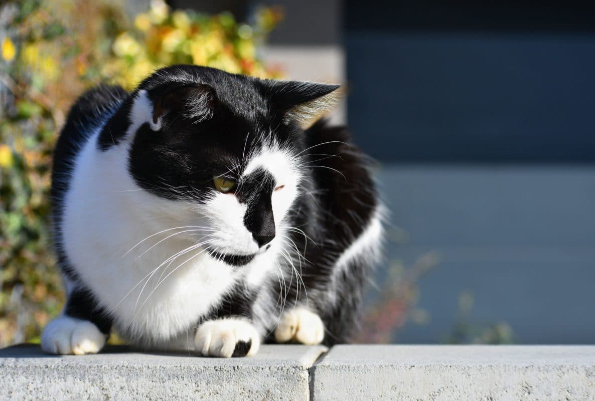 Chat assis sur le mur l'animal se repose au soleil arrière-plan flou naturel