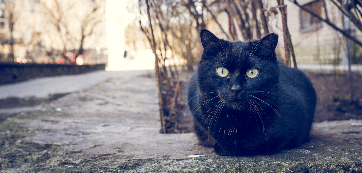 Chat noir assis à l'extérieur à côté d'un bâtiment et d'arbres