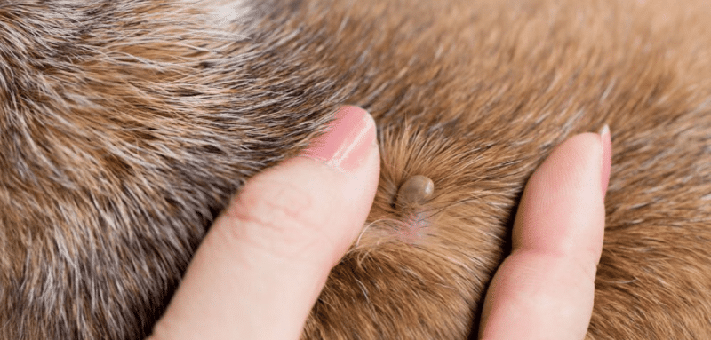 femme qui montre une tique sur la peau d'un chien