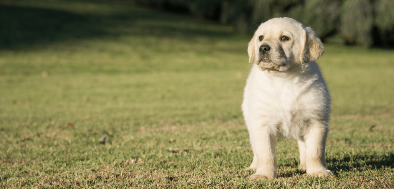 mignon chiot labrador jaune debout sur l'herbe