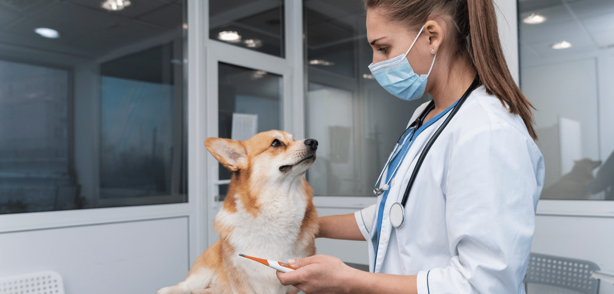 Vétérinaire prenant soin d'un chien de compagnie