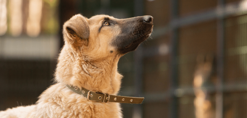 chien triste qui regarde vers le ciel