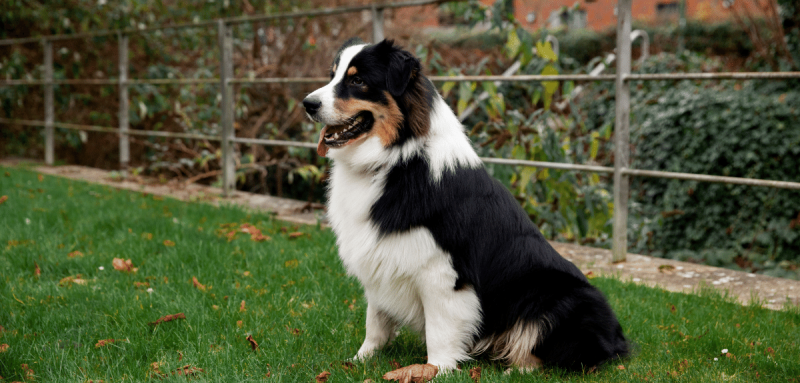 Beau chien border collie assis sur la pelouse à l'extérieur