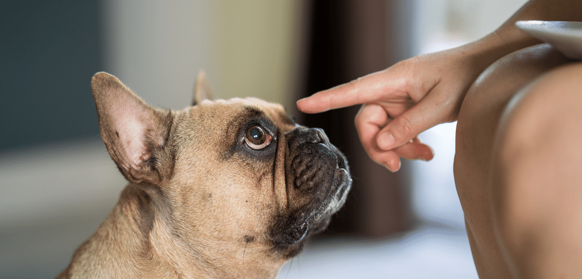 bulldog français pointé du doigt par un enfant assis qui tient une assiette sur ses genoux