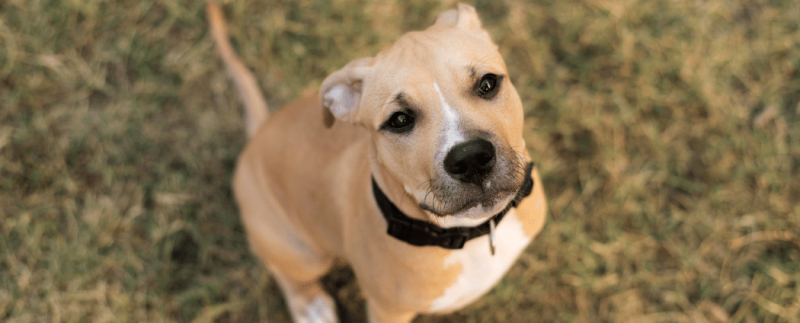 adorable chien pitbull assis dans la pelouse