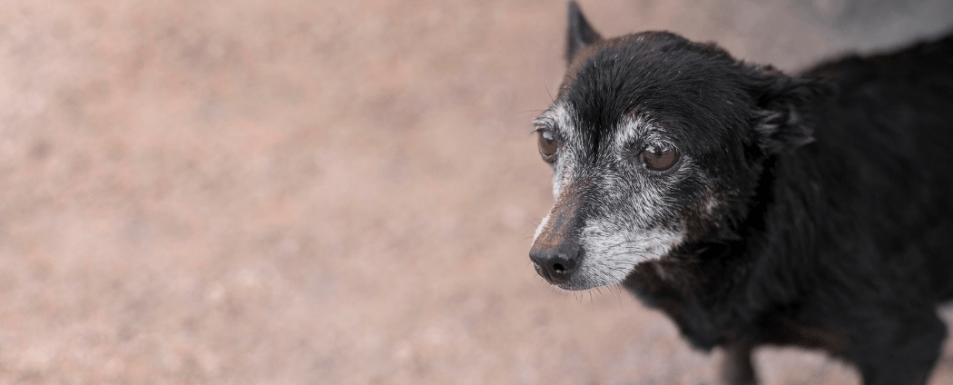 Chien de sauvetage triste au centre d'adoption