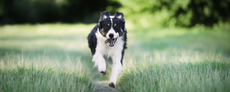 Gros plan d'un chien border collie courant sur le terrain gazonné