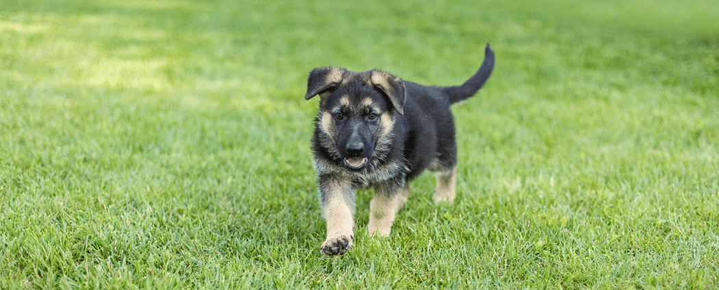 chiot berger allemand noir et beige qui marche dans la pelouse