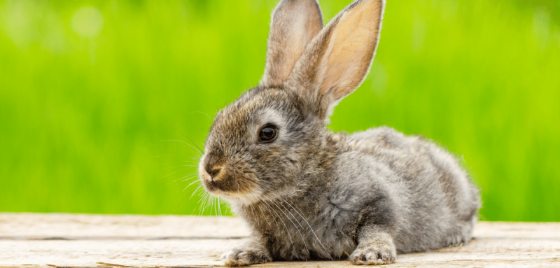 lapin gros sur patio de bois devant gazon