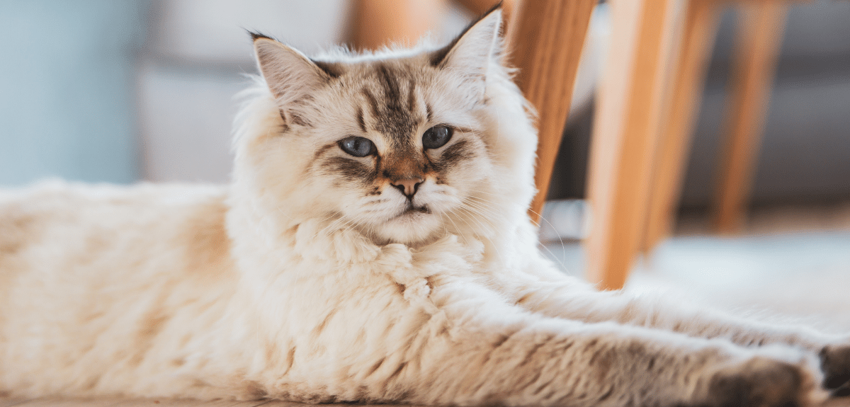 Mignon chat domestique blanc aux yeux bleus étendu sur le sol