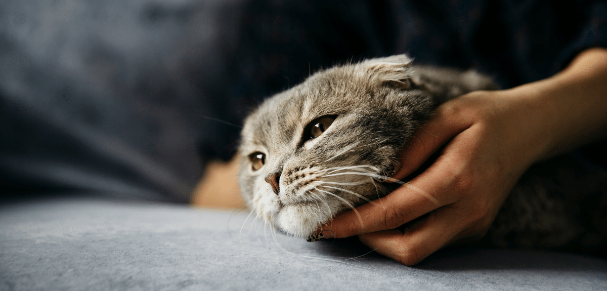 femme qui caresse un chat gris couché sur un sofa