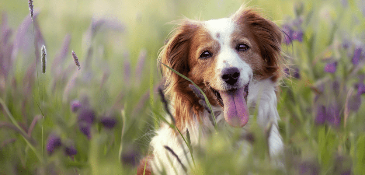 Mise au point sélective d'un adorable chien kooikerhondje dans un champ