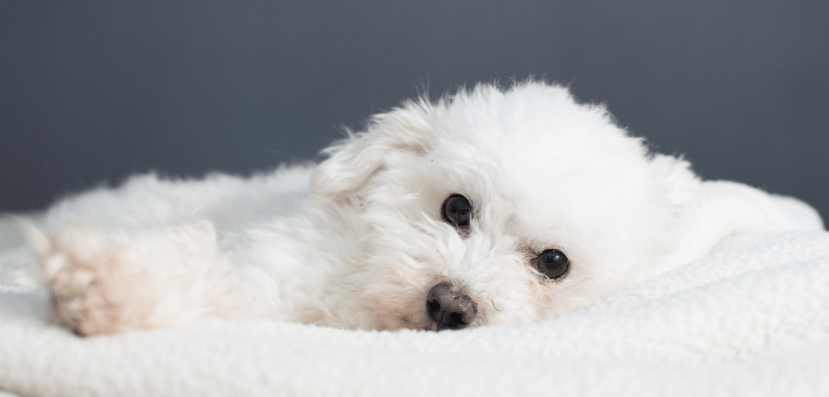 Mignon chiot bolognais blanc allongé sur des couvertures confortables et regardant la caméra