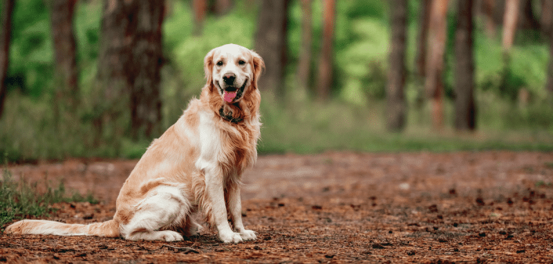 Chien golden retriever assis dans la forêt à l'extérieur et regardant en arrière