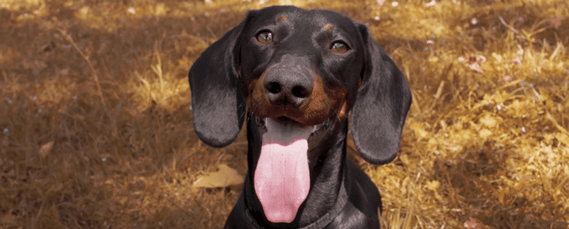 Chien teckel noir et feu délicieux assis sur de l'herbe sèche avec la langue hors de la bouche respirer avec la bouche de la chaleur par une chaude journée d'été ou d'automne gros plan photo