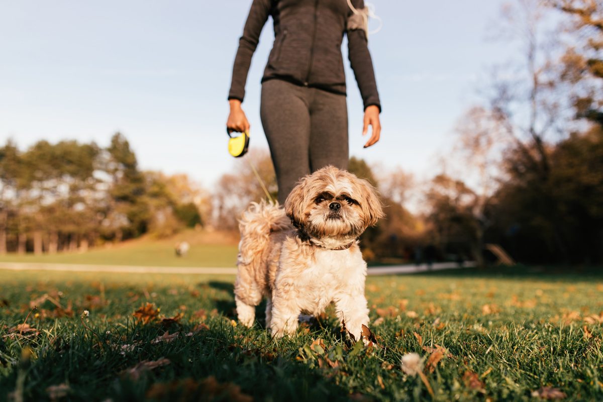 femme qui promène son petit chien blanc dans un parc