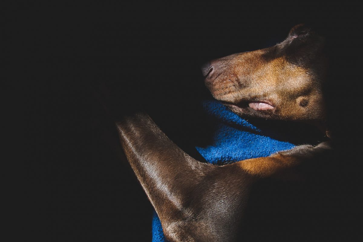 doberman couché dans le noir sur un drap bleu