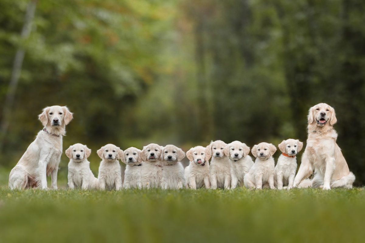 portée de golden retriever assis dans l'herbe dans la nature