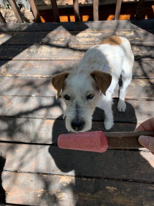 petit chien blanc qui sent un pupsicle aux fraises sur une terrasse