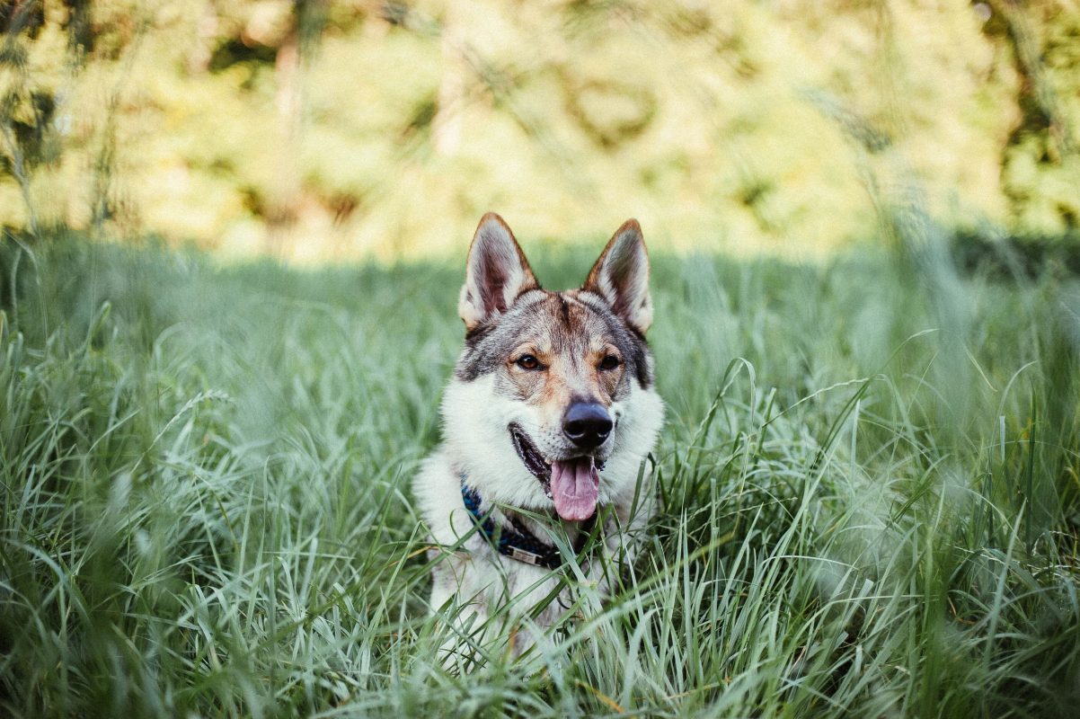 Chien couché dans l'herbe longue pour se rafraîchir dans une chaude journée d'été