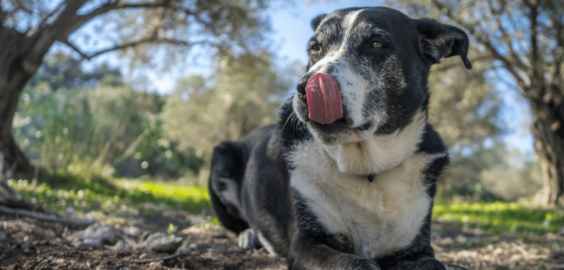 vieux chien sénior couché sur le sol à l'extérieur qui se lèche le nez