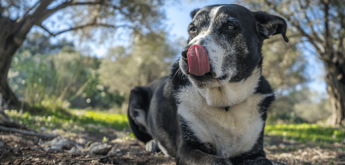 vieux chien sénior couché sur le sol à l'extérieur qui se lèche le nez