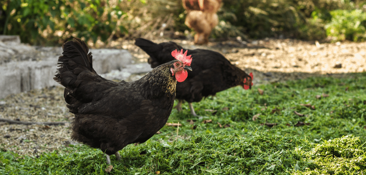 poules urbaines brunes qui mangent par terre à l'extérieur