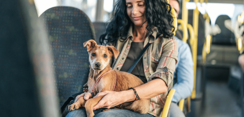 femme assise dans l'autobus qui transporte son chien en laisse sur ses genoux en ville