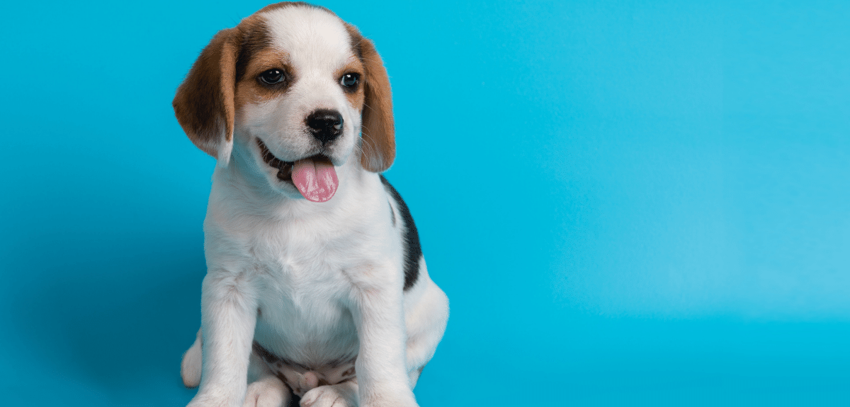 jeune chiot beagel blanc et brun assi sur fond bleu