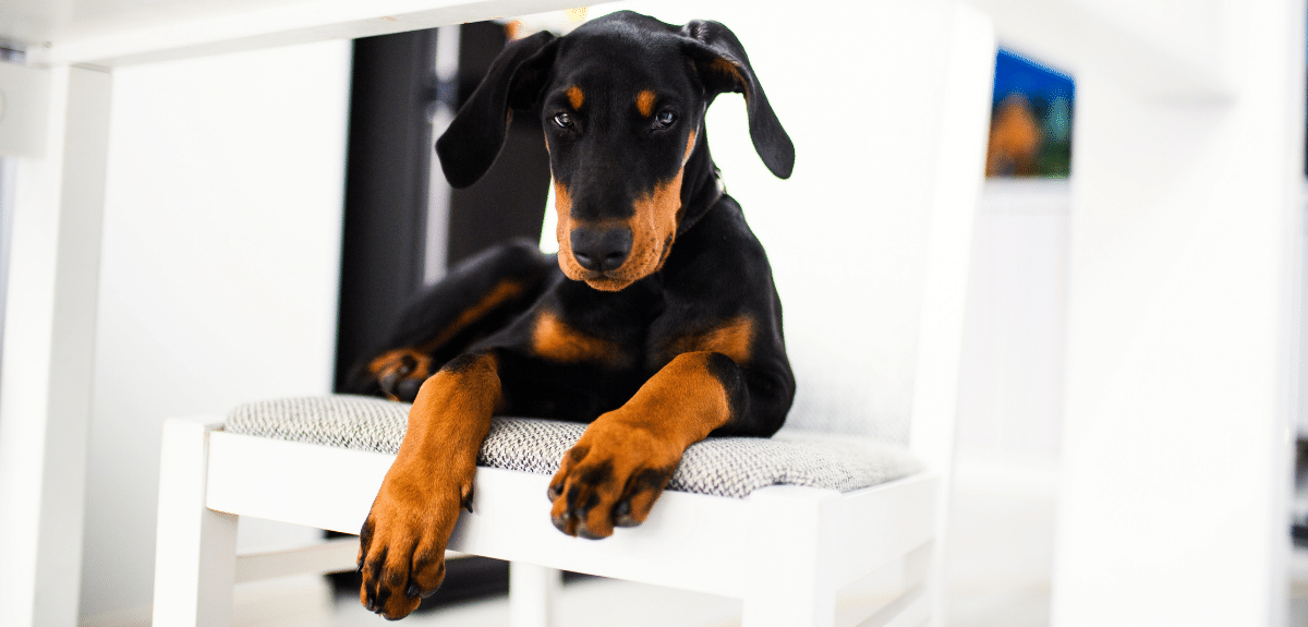 Jeune chien chiot doberman couché sur une chaise dans la cuisine