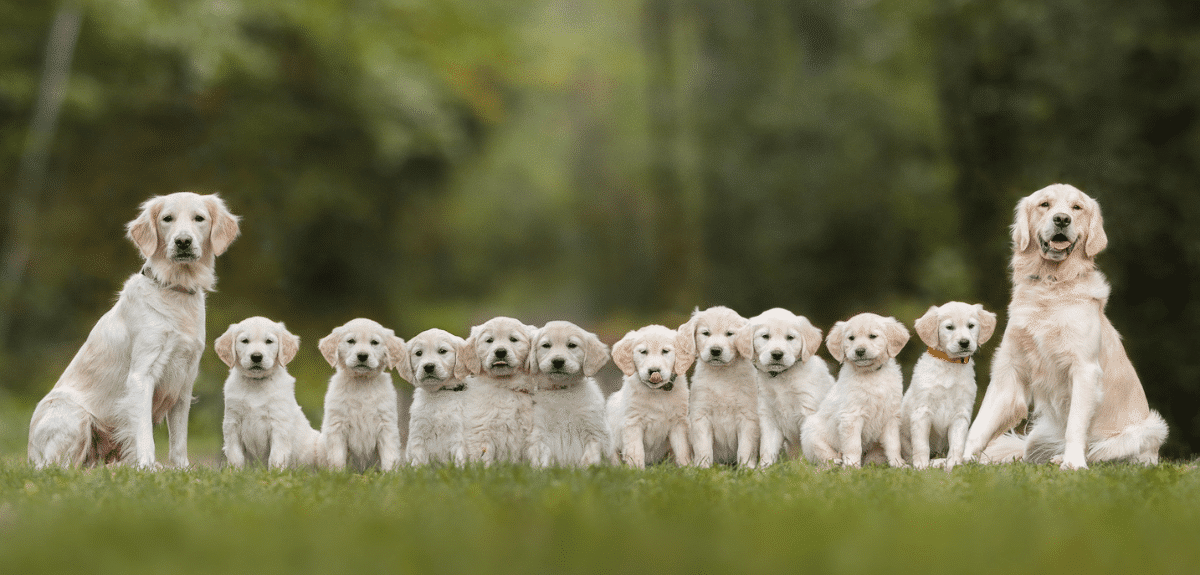 portée de golden retriever assis dans l'herbe dans la nature