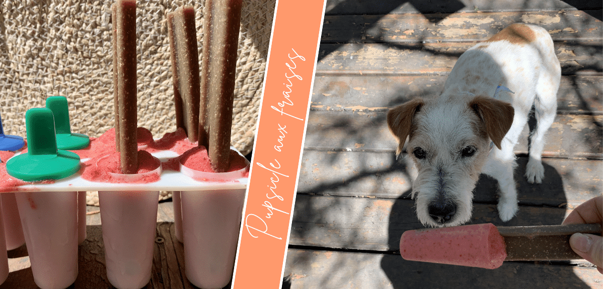 petit chien blanc qui mange un pupsicle aux fraises sorti du moule