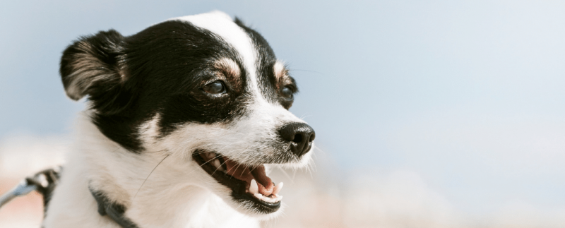 petit chien en laisse sous un chaud soleil d'été